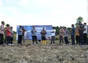 Pemprov Sulbar Sediakan Dua Hektar Lahan Pengembangan Pembibitan komoditi pertanian.