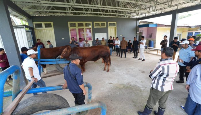 DPRD – Pemprov Sulbar Sepaham membentuk Dinas Peternakan Pemprov Sulbar.  