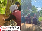 Mahasiswa KKN Unsulbar Suntik Vitamin Ternak Warga di Desa Pati’di