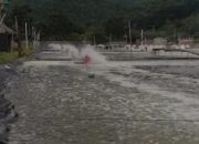 Dugaan Pembiaran Tambak Udang Vaname Ilegal di Mamuju, PSDKP Disorot