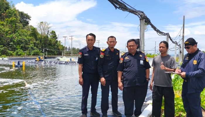 PSDKP Mamuju Tanggapi Sorotan GMM Terkait Tambak Udang Vaname