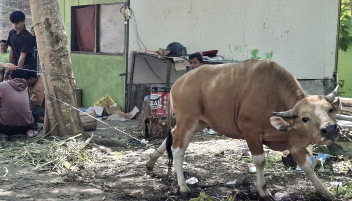 Iduladha 1447 H, Kanwil Kemenag Sulbar Sembelih 15 Ekor Sapi untuk 1.000 Penerima Manfaat