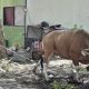 Iduladha 1447 H, Kanwil Kemenag Sulbar Sembelih 15 Ekor Sapi untuk 1.000 Penerima Manfaat
