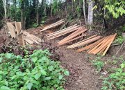 Diduga Ada Aktivitas Pembalakan Hutan di Desa Tanete Pao, Warga Khawatir Kawasan Hutan Dijadikan Kebun Sawit