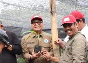 Pemprov Sulbar Genjot Pengembangan Pisang Cavendish dan Pisang Kepok