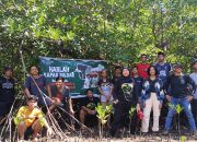 Milad XVI, KPA KAPAK Sulbar Tanam 2000 Pohon Mangrove
