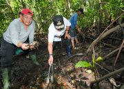 Jadikan Sulbar Provinsi Pengekspor Kepiting, PJ Gubernur Sulbar Kembali Tebar Ribuan Benih Kepiting di Kalukku