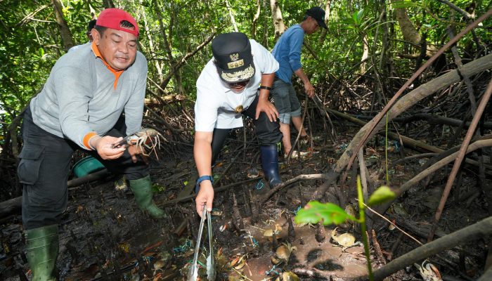 Jadikan Sulbar Provinsi Pengekspor Kepiting, PJ Gubernur Sulbar Kembali Tebar Ribuan Benih Kepiting di Kalukku