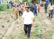 Warga Pasangkayu Mulai Kembangkan Pisang Cavendish, Pj. Gubernur Sulbar Pastikan Ekonomi masyarakat akan meningkat