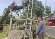 Bahayakan Nyawa Warganya, Kepala Dusun Patidi Turun langsung Menebang Pohon Di Pinggir jalan 