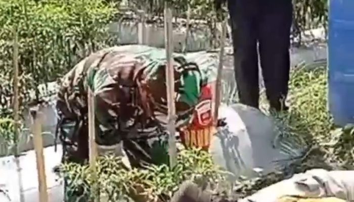 Sinergitas TNI/Polri di Bambalamotu Wujudkan Ketahanan Pangan, Tingkat Ekonomi Masyarakat