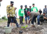 Tanam Pisang Cavendish di Polman, Dijamin Harga Tidak Akan Turun Meski Panen Melimpah