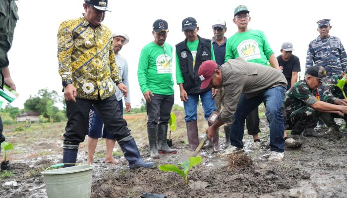 Tanam Pisang Cavendish di Polman, Dijamin Harga Tidak Akan Turun Meski Panen Melimpah