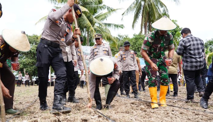 Aksi Nyata Ketahanan Pangan: Kapolda Sulbar dan Forkopimda Tanam Jagung di Kalukku