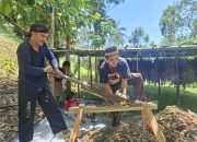 Zul Qadri Pemuda Desa Takandeang Sukses Mengembangkan Tanaman Nilam Hingga Mendapatkan Puluhan Juta