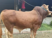 Pemprov Sulbar bersama16 OPD Kurban Jelang Idul Adha, Bakal Dibagikan ke Masyarakat dan Daerah Terdampak Stunting