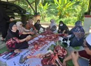 Sekretariat Kanwil Kemenag Sulbar Sembelih 7 Ekor Sapi di Idul Adha 1446 H Bagikan KeMasyarakat