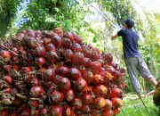Sulbar Tetapkan Harga TBS Sawit Rp3.192 per Kg, Dorong Optimisme Petani