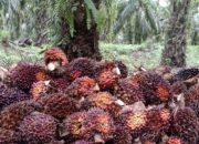 Harga TBS Kelapa Sawit Sulbar Periode Januari 2026 Sebesar Rp3.092,15 Per Kilogram