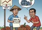 Harga TBS Sawit Sulbar Naik, Petani Masih Keluhkan Permainan Harga di Pabrik