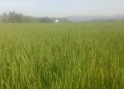 Pemeriksaan Fase Berbunga Padi Inpari 42 di BUMDes Panca Karya Tonrolima, Perkuat Komitmen Peningkatan Mutu Benih di Sulba