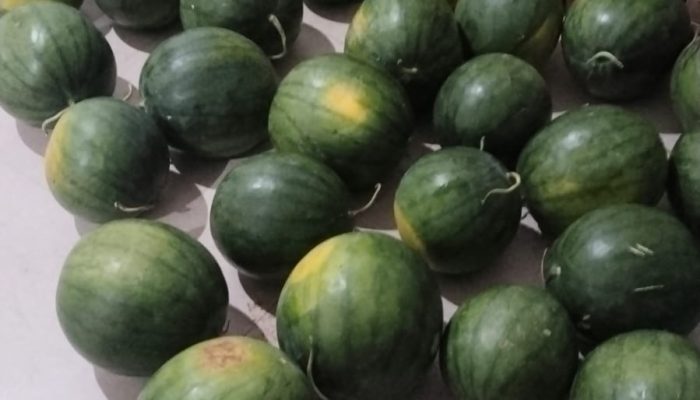 SPPG Mamuju Binanga Satu Optimalkan Kemitraan dengan Petani Lokal untuk Pemenuhan Gizi